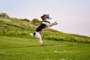 ful length dog running field